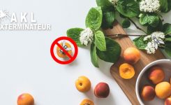 Comment se débarrasser des mouches à fruits dans la maison ?