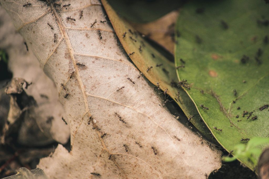 Les Insectes d'Automne : Comment Protéger Votre Maison du Froid et des Invités Indésirables !