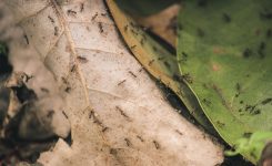 Les Insectes d’Automne : Comment Protéger Votre Maison du Froid et des Invités Indésirables !