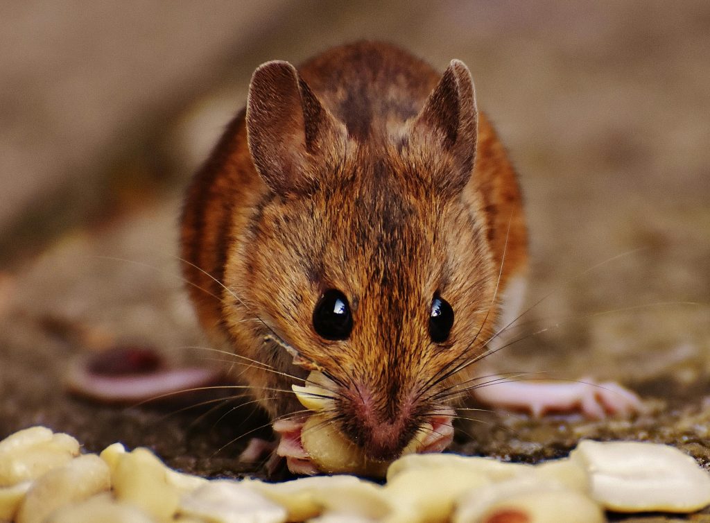 Les souris s’invitent chez vous cet automne ?