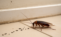 Comment savoir si j’ai une infestation d’insectes à la maison ?