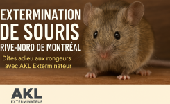 Infestation de souris? Comment AKL Exterminateur peut vous aider
