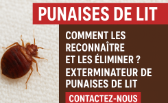 Punaises de lit : Comment les reconnaître, les prévenir et surtout les éliminer efficacement