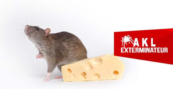 Des Pièges à Rats Électroniques Réutilisables Qui Tuent Instantanément pour  l'Intérieur 