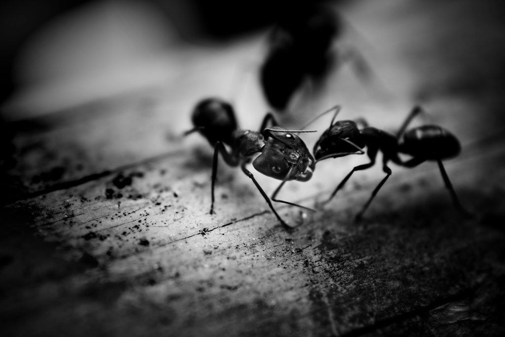 Fourmis dans ma maison : comment les éliminer efficacement et prévenir leur retour