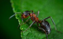 Fourmis, coquerelles, punaises : Quels sont les insectes les plus nuisibles au Québec ?