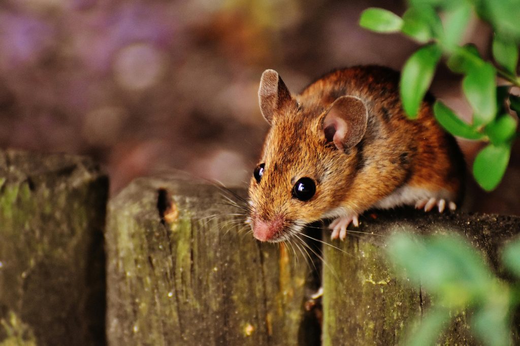Mulots et souris : comment protéger votre maison et votre cabanon