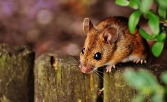 Mulots et souris : comment protéger votre maison et votre cabanon